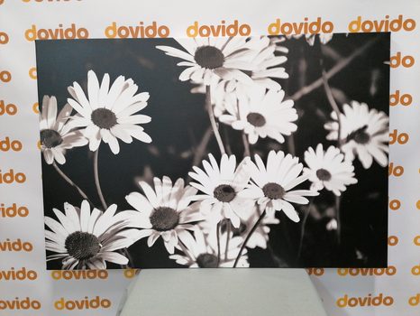 КАРТИНА НА ПЛАТНО – МАРГАРИТКИ В ГРАДИНАТА В ЧЕРНО-БЯЛО ИЗПЪЛНЕНИЕ - ЧЕРНО-БЕЛИ КАРТИНИ - КАРТИНИ