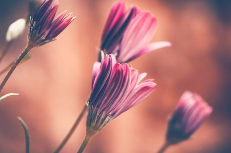 SLIKA NEŽNE ROŽNATE IVANJŠČICE - SLIKE ROŽ - SLIKE