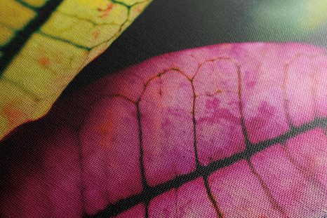 WANDBILD FRISCHE BLÄTTER - BILDER VON NATUR UND LANDSCHAFT - BILDER