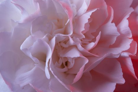 KÉP SZÍNES SZEKFŰ - VIRÁGMINTÁS KÉPEK - KÉPEK