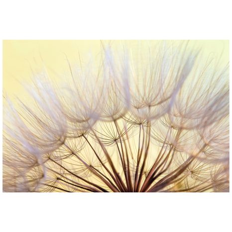 CARTA DA PARATI – DENTE DI LEONE - CARTA DA PARATI CON FIORI - CARTA DA PARATI