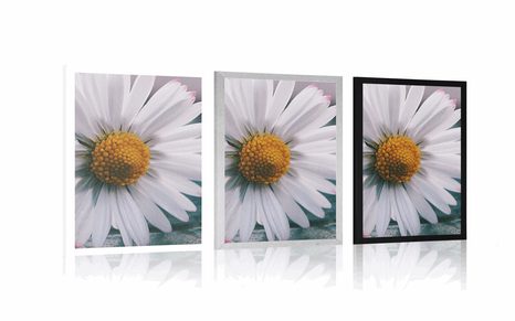 PLAKAT DIVNA TRATINČICA - CVIJEĆE - PLAKATI