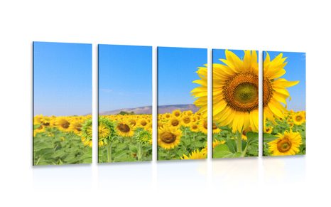 5-PIECE CANVAS PRINT FIELD OF SUNFLOWERS - PICTURES FLOWERS - PICTURES