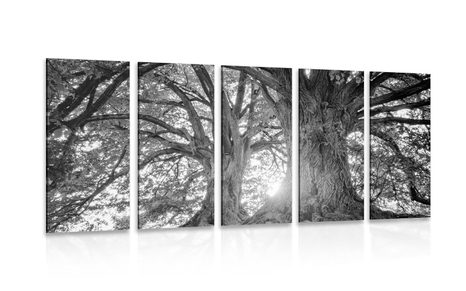 QUADRO IN 5 PARTI ALBERO MAESTOSO IN BIANCO E NERO - QUADRI BIANCO E NERO - QUADRI