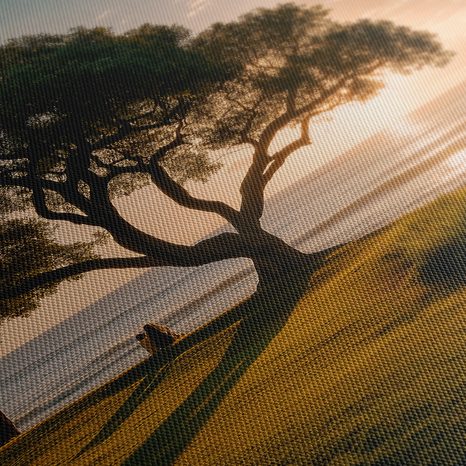 WANDBILD RUHIGER ABEND AM BAUM - BILDER BÄUME UND LAUB - BILDER