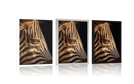 PLAKAT PORTRET ZEBRE - ŽIRAFE IN ZEBRE - PLAKATI