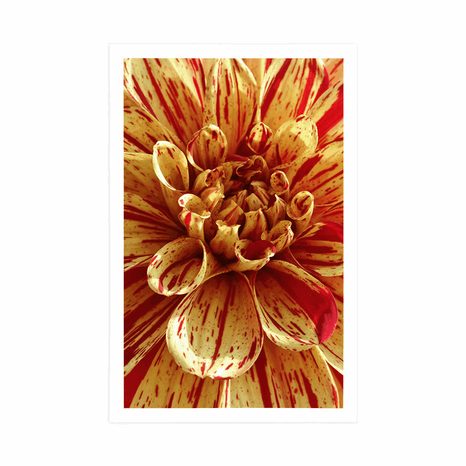 PLAGÁT EXOTICKÁ DÁLIA - KVETY - PLAGÁTY