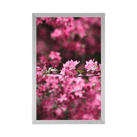 PLAKÁT DETAILNÍ KVĚTINY TŘEŠNĚ - KVĚTINY - PLAKÁTY