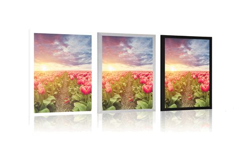 POSZTER NAPKELTE TULIPÁNOK FELETT - VIRÁGMINTÁS - POSZTEREK