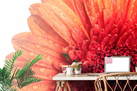 SAMOLEPÍCÍ FOTOTAPETA GERBERA S KAPKAMI VODY - SAMOLEPÍCÍ TAPETY - TAPETY