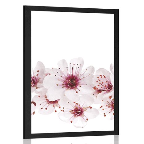 POSTER CHERRY BLOSSOMS - FLOWERS - POSTERS