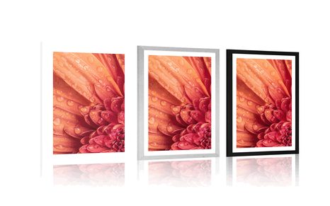 POSTER WITH MOUNT ORANGE GERBERA WITH DROPS OF WATER - FLOWERS - POSTERS