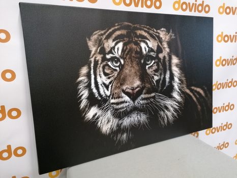 QUADRO SU TELA – TIGRE - 🔥 SVENDITA TOTALE