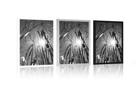 POSTER – ERBA DI CAMPO IN BIANCO E NERO - NERO E BIANCO - POSTER