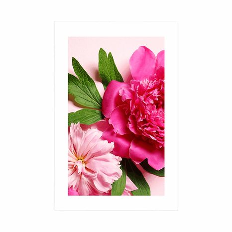 POSTER – PEONIE IN ROSA - FIORI - POSTER