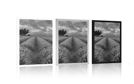 PLAKÁT LEVANDULOVÉ POLE V ČERNOBÍLÉM PROVEDENÍ - ČERNOBÍLÉ - PLAKÁTY