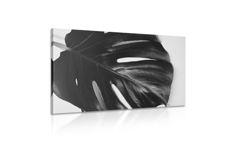 OBRAZ LIST MONSTERY V ČERNOBÍLÉM PROVEDENÍ - ČERNOBÍLÉ OBRAZY - OBRAZY