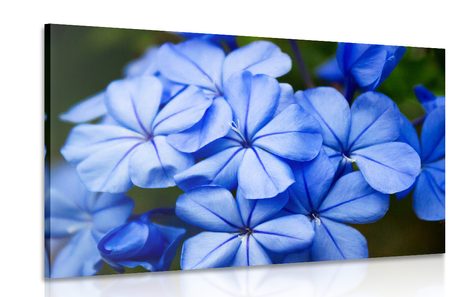 PICTURE OF WILD BLUE FLOWERS