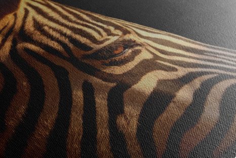 OBRAZ PORTRET ZEBRY - OBRAZY ZWIERZĄT - OBRAZY