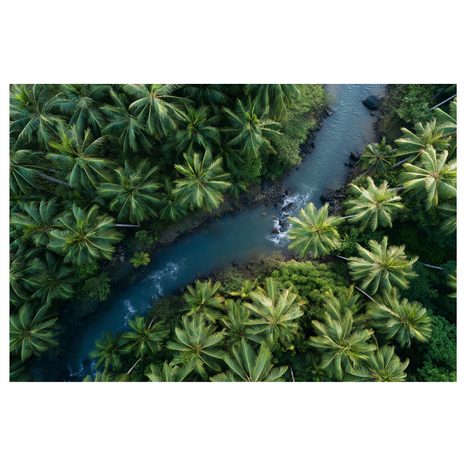 WANDBILD TROPISCHER FLUSS IM DSCHUNGEL - BILDER BÄUME UND LAUB - BILDER