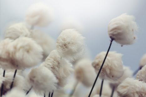 SLIKA ARKTIČNI CVETOVI BOMBAŽA - SLIKE ROŽ - SLIKE