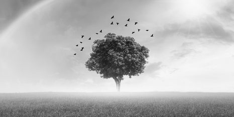 OBRAZ OSAMĚÝ STROM NA LOUCE V ČERNOBÍLÉM PROVEDENÍ - ČERNOBÍLÉ OBRAZY - OBRAZY