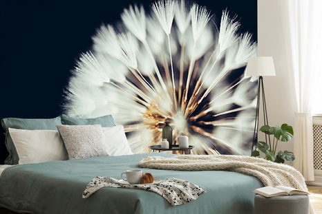 FOTOTAPETA PAMPELIŠKA NA TMAVÉM POZADÍ - TAPETY KVĚTINY - TAPETY