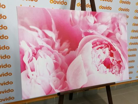 OBRAZ LUPÍNKY KVĚTU - OBRAZY KVĚTŮ - OBRAZY