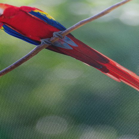 OBRAZ JASNĚ ČERVENÝ PAPOUŠEK NA VĚTVI - OBRAZY PTÁCI - OBRAZY