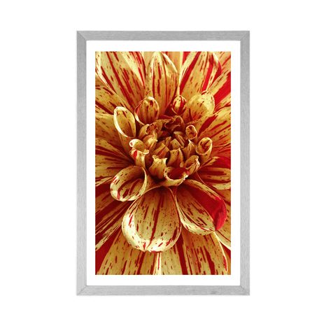 POSTER – DAHLIA ESOTICA - FIORI - POSTER