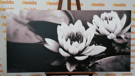 CANVAS PRINT LOTUS FLOWER IN THE LAKE IN BLACK AND WHITE - BLACK AND WHITE PICTURES - PICTURES