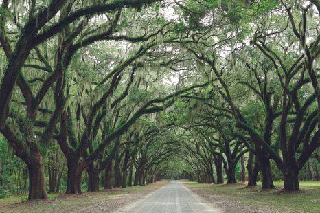 CARTA DA PARATI – IN ABBRACCIO DEGLI ALBERI - CARTA DA PARATI NATURA - CARTA DA PARATI