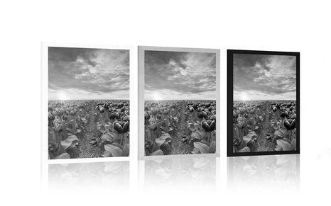 PLAGÁT VÝCHOD SLNKA NAD LÚKOU S TULIPÁNMI V ČIERNOBIELOM PREVEDENÍ - ČIERNOBIELE - PLAGÁTY