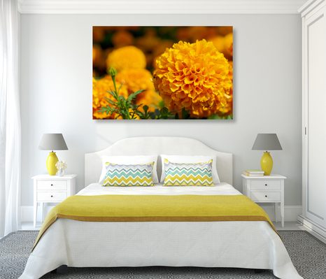 OBRAZ AZTÉCKÝ MĚSÍČEK - OBRAZY KVĚTŮ - OBRAZY