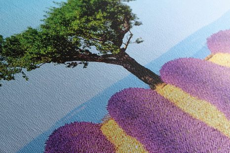 ΕΙΚΌΝΑ ΧΩΡΆΦΙ ΜΕ ΛΕΒΆΝΤΑ ΤΗΣ ΠΡΟΒΗΓΚΊΑΣ - ΠΊΝΑΚΕΣ ΦΎΣΗΣ ΚΑΙ ΤΟΠΊΟΥ - ΠΊΝΑΚΕΣ