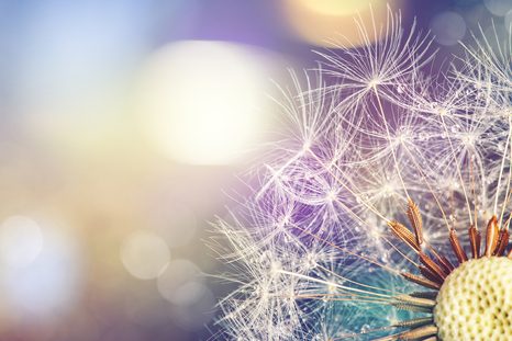 SAMOLEPÍCÍ TAPETA POHLED NA DETAIL PAMPELIŠKY - SAMOLEPÍCÍ TAPETY - TAPETY