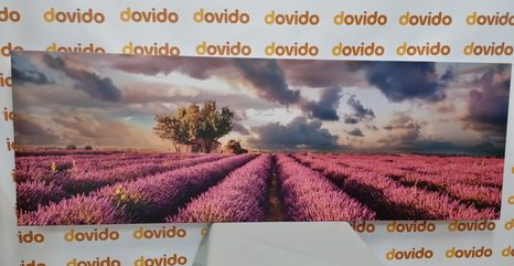 OBRAZ ZEMĚ LEVANDULOVÝCH POLÍ - OBRAZY PŘÍRODY A KRAJINY - OBRAZY