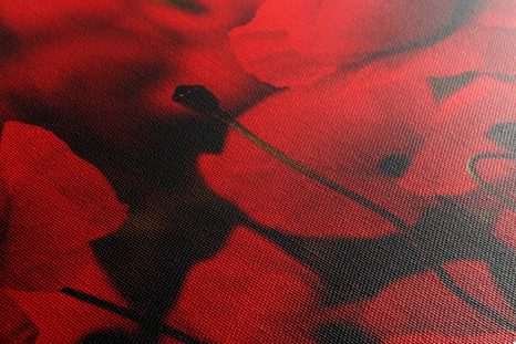 OBRAZ POLE DIVOKÝCH MÁKŮ - OBRAZY KVĚTŮ - OBRAZY