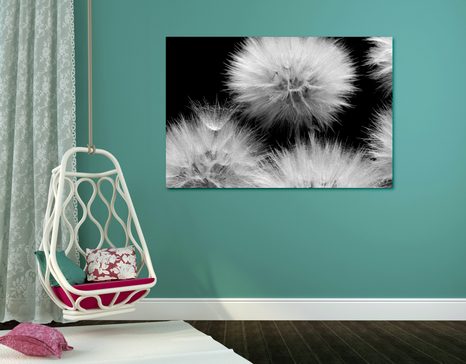 OBRAZ CZARNO-BIAŁY MNISZEK LEKARSKI - OBRAZY CZARNO-BIAŁE - OBRAZY