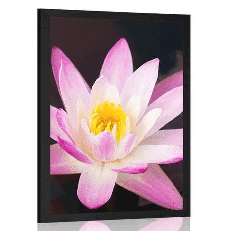 POSTER BEAUTIFUL WATER LILY - FLOWERS - POSTERS