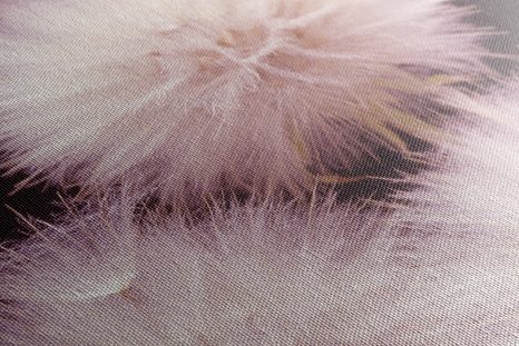 OBRAZ PAMPELIŠKA NA TMAVÉM PODKLADU - OBRAZY KVĚTŮ - OBRAZY