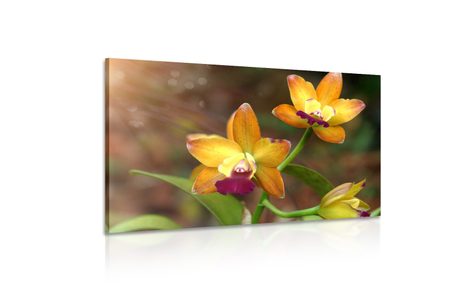 TABLOU ORHIDEE PORTOCALIE - TABLOU FLORI - TABLOURI