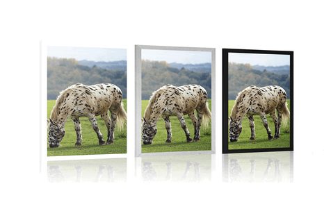 PLAKAT KONJ NA LIVADI - ŽIVOTINJE - PLAKATI