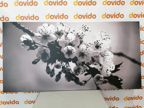 WANDBILD BLÜHENDER KIRSCHBLÜTENZWEIG IN SCHWARZ-WEISS - SCHWARZ-WEISSE BILDER - BILDER