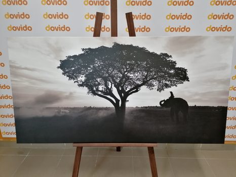 WANDBILD ELEFANT BEIM SONNENAUFGANG IN SCHWARZ-WEISS - SCHWARZ-WEISSE BILDER - BILDER