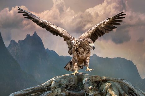 ΕΙΚΌΝΑ ΑΕΤΟΎ ΜΕ ΑΠΛΩΜΈΝΑ ΦΤΕΡΆ ΠΆΝΩ ΑΠΌ ΤΑ ΒΟΥΝΆ - ΠΊΝΑΚΕΣ ΖΏΩΝ - ΠΊΝΑΚΕΣ