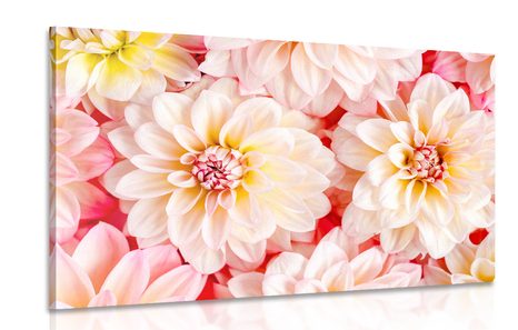 OBRAZ NĚŽNÉ KVĚTY JIŘINY - OBRAZY KVĚTŮ - OBRAZY