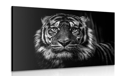 WANDBILD TIGER IN SCHWARZ-WEISS - SCHWARZ-WEISSE BILDER - BILDER