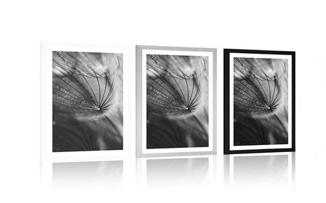 POSTER WITH MOUNT BEAUTIFUL DANDELION IN BLACK AND WHITE - BLACK AND WHITE - POSTERS