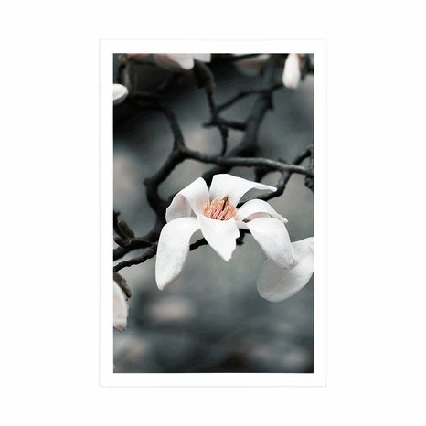 POSTER AWAKENING MAGNOLIA - FLOWERS - POSTERS